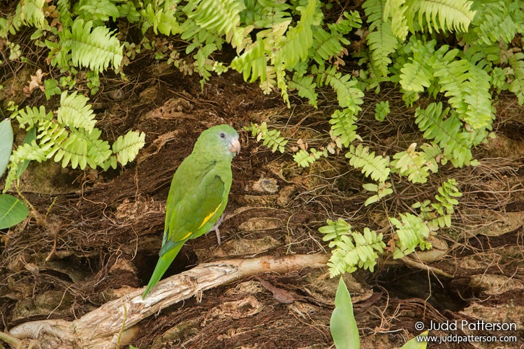 White-winged Parakeet, Miami-Dade County, Florida, United States